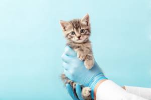 Кал с кровью у кошки - советы врачей на каждый день