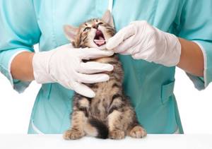 Слюноотделение у кошки - советы врачей на каждый день
