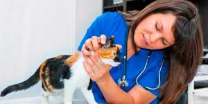 Что делать если у кошки сильное кровотечение - советы врачей на каждый день