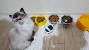 Кот ничего не ест и не пьёт! - советы врачей на каждый день