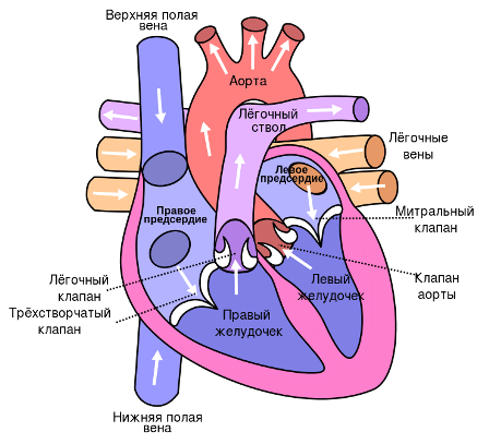 От физ.нагрузки жжет в груди,болит в области сердца сзади - советы врачей на каждый день