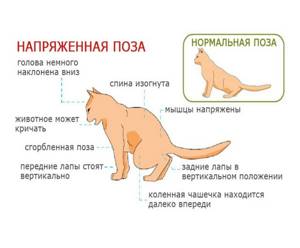 Котенок потягивает спину и задние лапки - советы врачей на каждый день