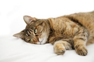 Лечение при ГКМП у кота - советы врачей на каждый день