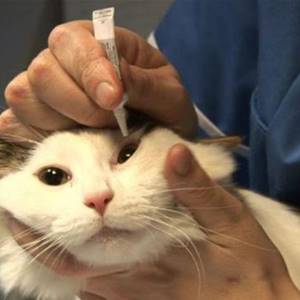 Слезоточение глаз у кошки - советы врачей на каждый день