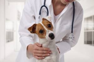 Можно ли давать Карсил животным - советы врачей на каждый день