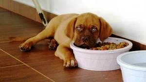 Собака не ест не пьёт 2 дня - советы врачей на каждый день