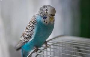 Волнистый попугай не ест - советы врачей на каждый день