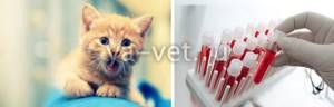 Анализ крови у кота - советы врачей на каждый день