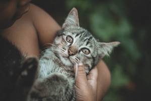 Укус уличного котёнка - советы врачей на каждый день