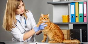Как лечить живот у кошки - советы врачей на каждый день