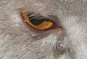 У кота очень сильно слезятся глаза - советы врачей на каждый день