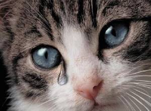 У кота очень сильно слезятся глаза - советы врачей на каждый день