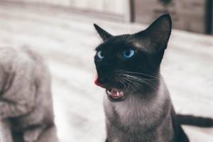 Рвота у кошки, в чем причина? - советы врачей на каждый день