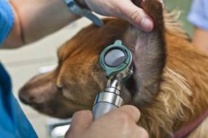 Гнилостный запах у собаки из ушей - советы врачей на каждый день