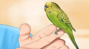 Волнистый попугай не ест - советы врачей на каждый день