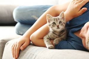 Нарушение координации котенка - советы врачей на каждый день