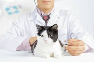 У кота кровь в моче - советы врачей на каждый день