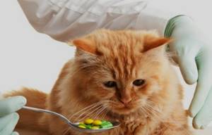 Котенок не ест и лежит - советы врачей на каждый день