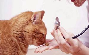 Как лечить живот у кошки - советы врачей на каждый день