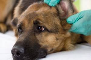 Посинело ухо у собаки - советы врачей на каждый день