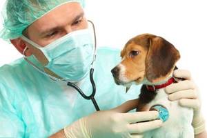 У собаки жар - советы врачей на каждый день