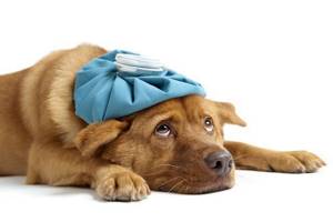 У собаки рвота - советы врачей на каждый день