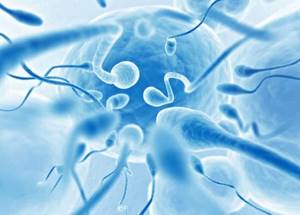 Может ли ухудшиться спермограмма от перпаратов? - советы врачей на каждый день