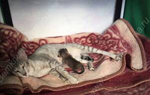 Роды персидской кошки - советы врачей на каждый день