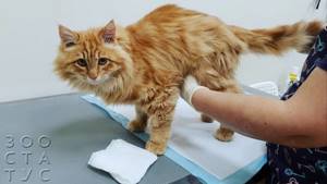 Кот начал хромать - советы врачей на каждый день