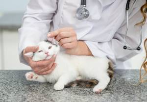 Котенок, выделения из глаз - советы врачей на каждый день