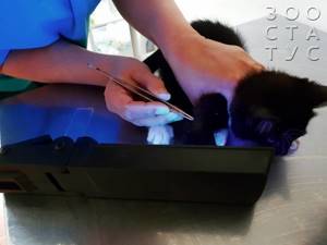 Что делать если у сиамской кошки мокнуший лишай на спинке? - советы врачей на каждый день