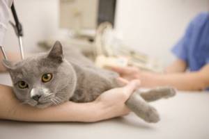 Пятнышко на носу у кота - советы врачей на каждый день