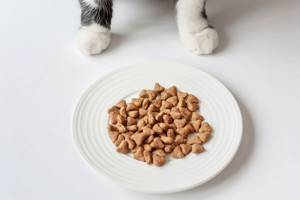 Чем кормить котенка - советы врачей на каждый день