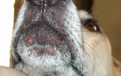 У собаки шишка на нижней челюсти - советы врачей на каждый день