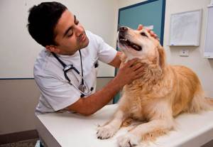 Рвота белой пеной, понос с амиачным запахом, отказ от еды у собаки - советы врачей на каждый день