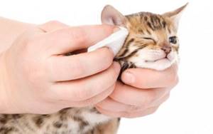 Котенок, выделения из глаз - советы врачей на каждый день