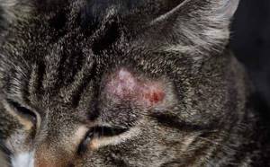Болезни кошек от птиц - советы врачей на каждый день