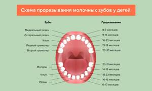 Возраст по зубам - советы врачей на каждый день