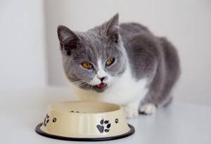 Кот ничего не ест - советы врачей на каждый день