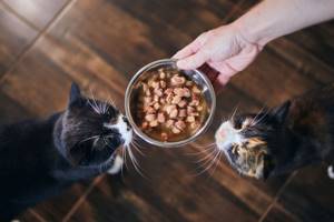 Чем кормить котенка - советы врачей на каждый день