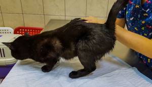 Котенок потягивает спину и задние лапки - советы врачей на каждый день