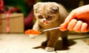 Кот отказывается от еды - советы врачей на каждый день