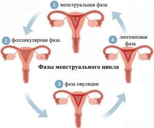 Нарушен менструальный цикл - советы врачей на каждый день