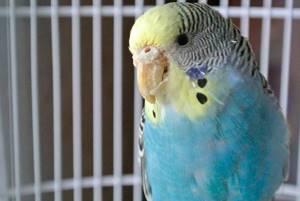 Волнистый попугай заболел - советы врачей на каждый день