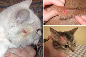 Болезни кошек от птиц - советы врачей на каждый день