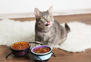 Кот не ест и не пьет - советы врачей на каждый день