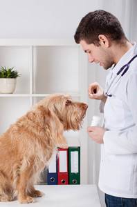 Можно ли давать Карсил животным - советы врачей на каждый день