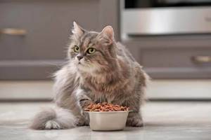 Кот очень много ест - советы врачей на каждый день