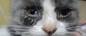 Гноятся глазки у котенка - советы врачей на каждый день