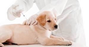 У щенка, дергаются лапы - советы врачей на каждый день